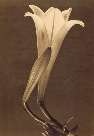 Lily by Tina Modotti