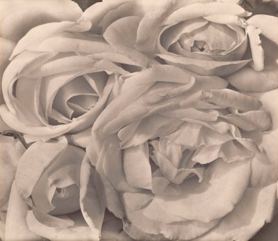 Roses, Mexico by Tina Modotti