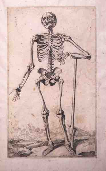 Anatomical study by Titian (c.1488 1576) (after)