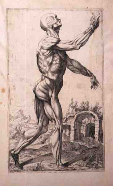 Anatomical study by Titian (c.1488 1576) (after)
