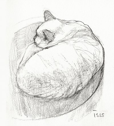 Cozy Curled Cat by Tore Bahnson