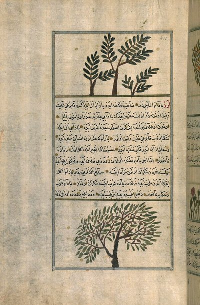 A Frankincense Tree Above an Almond Tree, After a Treatise by Zakariya ibn Muhammad al-Qazwini by Turkish School
