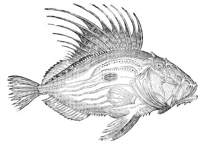 On Fish, Book V and on Whales, One Book by Ulisse Aldrovandi