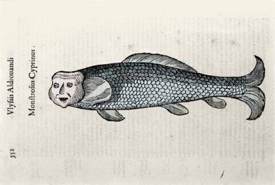 Fish representation Nicolas Plate illustrated with a manuscript of Natural History by Ulisse Aldrovandi (1522-1605), Ulisse Aldrovandi fonds, University Library of Bologna, ed. 1603 by Ulisse Aldrovandi