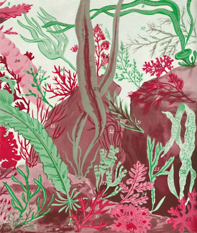 A Collection of Over Fifty Species of Red, Green and Brown Seaweeds by Unbekannt