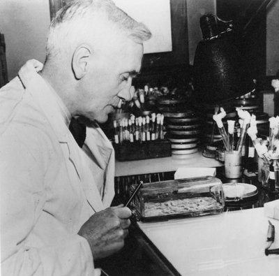 Alexander Fleming, Scottish Bacteriologist in His Laboratory by Unbekannt