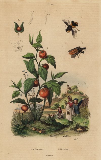 Ambush bug, Macrocephalus cimicoides, and bladder cherry or Chinese lantern plant, Physalis alkekengi by Unbekannt