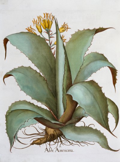 American Aloe Aloe Americana by Unbekannt