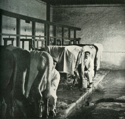 An Up-To-Date Milking-Shed at the Walker-Gordon Farm by Unbekannt