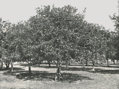 An Orange Grove Near the City, St Augustine, USA by Unbekannt