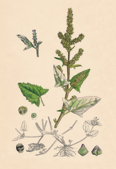 Atriplex deltoidea. Triangular-leaved Orache by Unbekannt