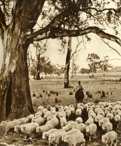 Australia - A Drover with Some of His Charges on a Sheep Station in the State of Victoria by Unbekannt