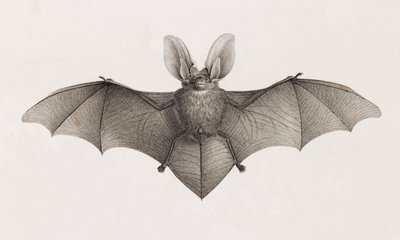 Bat-Eared Variety, Bats in Egypt by Unbekannt