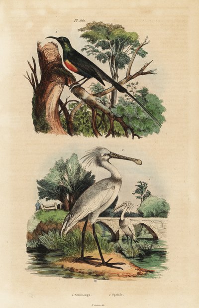 Beautiful Sunbird and Common Spoonbill by Unbekannt