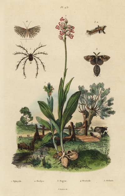 Bee Orchid, Monkey Orchid, Rusty Tussock Moth, Twenty-plume Moth, and Oribata Geniculata Mite by Unbekannt