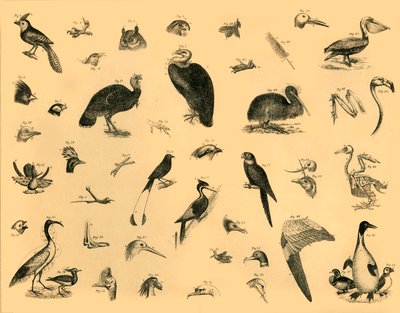 Birds, c1910 by Unbekannt