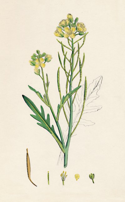 Brassica Tenuifolia. Wall Rocket, 19th Century by Unbekannt
