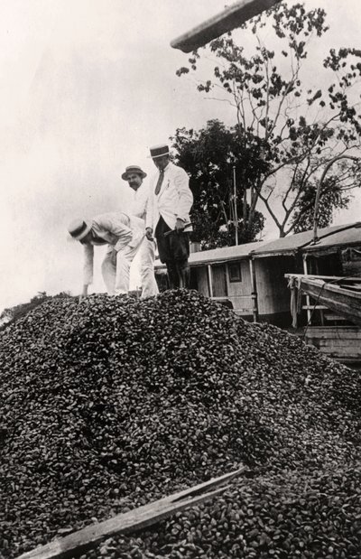 Brazil nuts harvested from the Amazon Valley, c1900s by Unbekannt