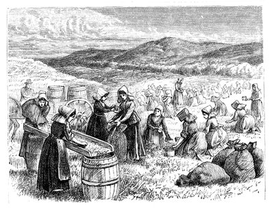 Cape Cod women picking and sorting Cranberries by Unbekannt