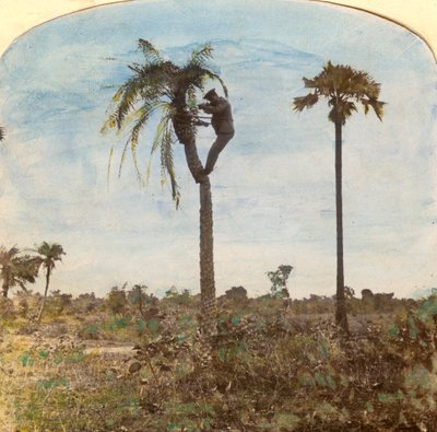Captain Osman Shooting from a Tree with the Aid of Straps, India by Unbekannt