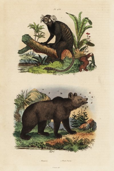 Common Marmoset and Brown Bear with Bees by Unbekannt