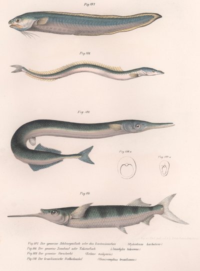 Common Snake Fish, Common Sand Eel, Common Hornhecht, Brazilian Halfbeak, c.1850s by Unbekannt
