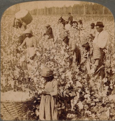 Cotton is King - Plantation Scene with Pickers at Work, Georgia by Unbekannt
