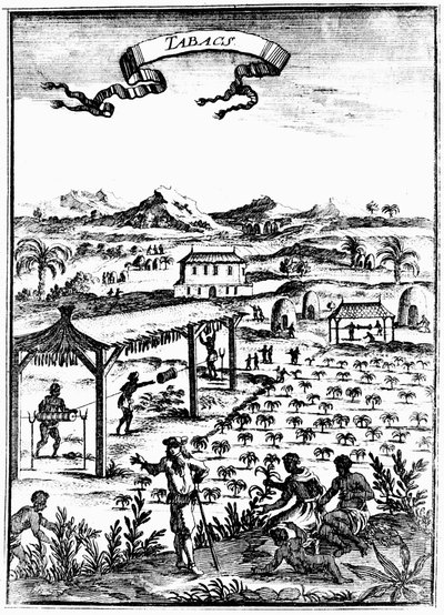 Cultivating and Curing Tobacco in West Indies Using Slave Labour by Unbekannt