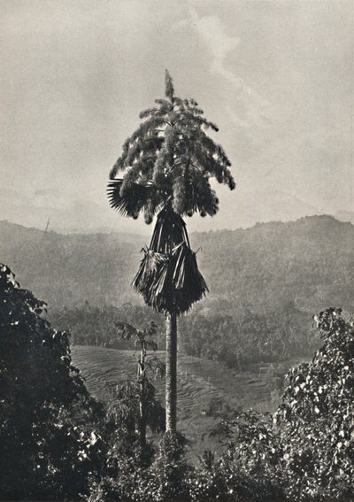 The Talipot Palm Corypha umbracalifera in Bloom by Unbekannt