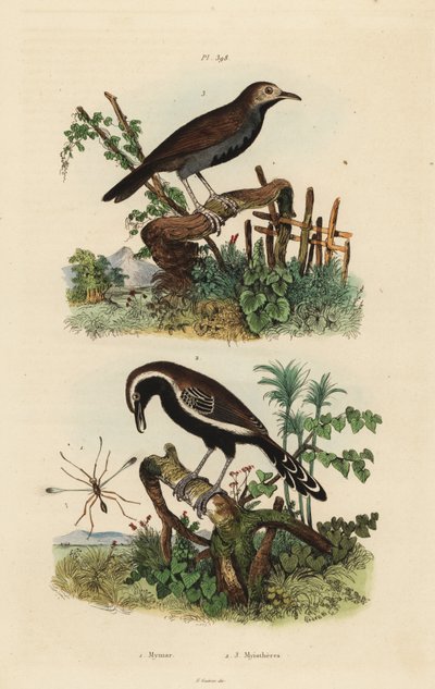 Fairyfly, Mymar pulchellum, southern white-fringed antwren, Formicivora grisea and black-throated antbird, Myrmophylax atrothorax melanura by Unbekannt