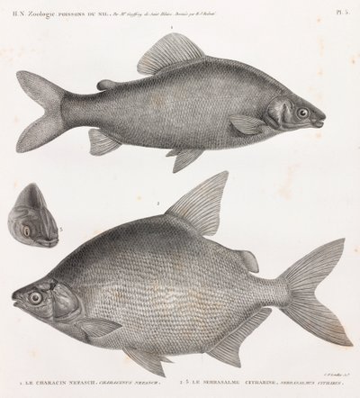 Fish: The Characin Nefasch & The Serrasalme Citharine by Unbekannt