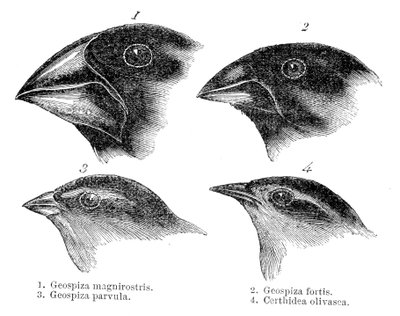 Four of the Species of Finch Observed by Darwin on the Galapagos Islands by Unbekannt