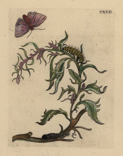 Garden orache with moth, caterpillar and pupa by Unbekannt