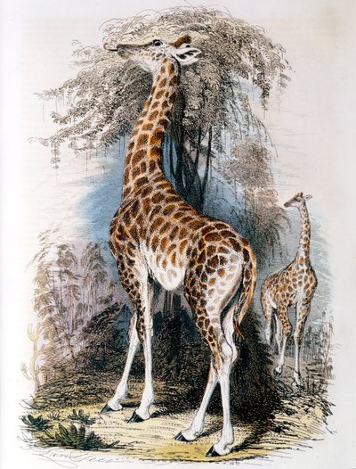 Giraffe Browsing on a Tree by Unbekannt