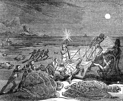 Green Turtles and Loggerhead Turtles Captured on Coast of Cuba, 1832 by Unbekannt