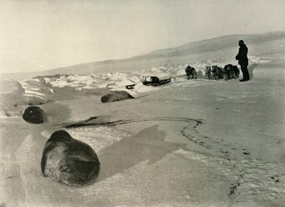 Hauling Seal Meat for the Winter Quarters by Unbekannt