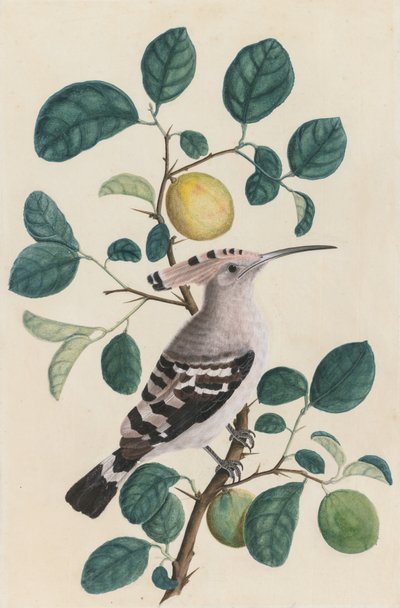 Hoopoe on a Citrus Tree Branch by Unbekannt