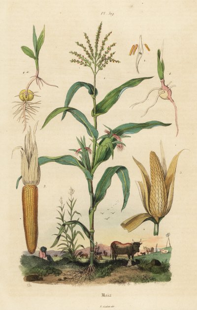 Maize or Sweetcorn by Unbekannt