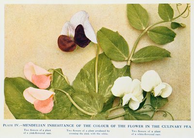 Mendelian Inheritance of Colour of Flower in the Culinary Pea by Unbekannt