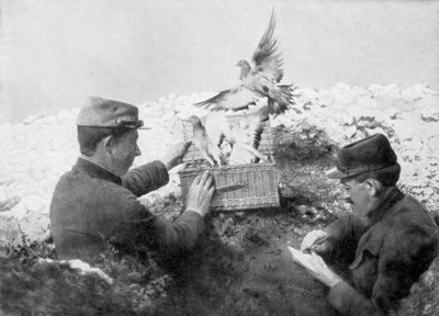Messenger Pigeons Being Released at the Front Line, World War I by Unbekannt