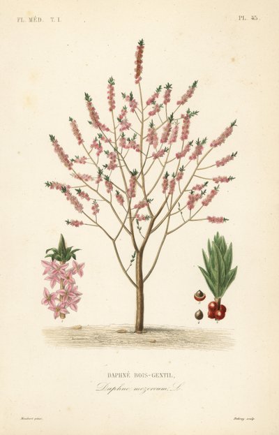 Mezereon or spurge laurel by Unbekannt