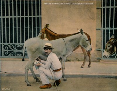 Milking Donkeys, Havana, Cuba by Unbekannt
