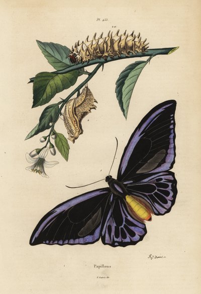 Northern birdwing, Ornithoptera priamus urvillianus, and chrysalid and larva of the common birdwing, Troides helena by Unbekannt