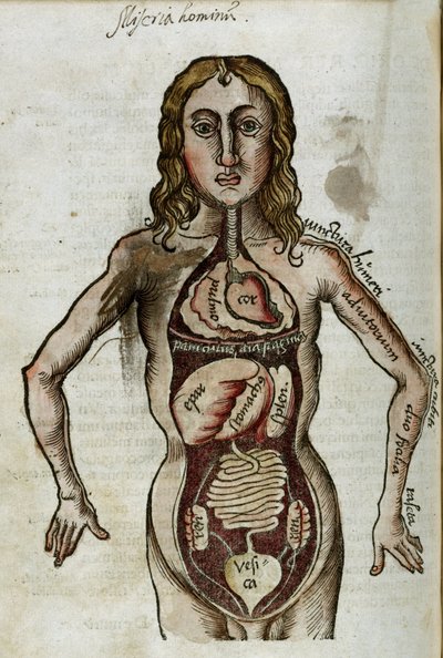Figure of a man with his internal organs exposed by Unbekannt