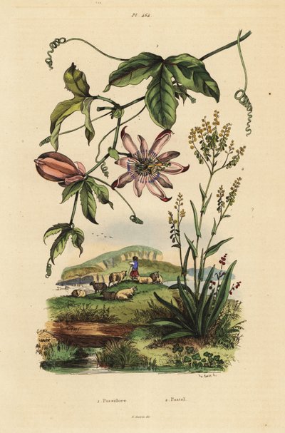 Passionflower, Passiflora uraniae, and dyer