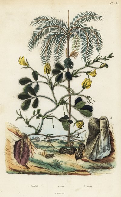 Peanut or groundnut plant, Arachis hypogaea, areca nut palm, Areca catechu, and bivalve mollusc Arca semi-torta, Trisidos semitorta by Unbekannt