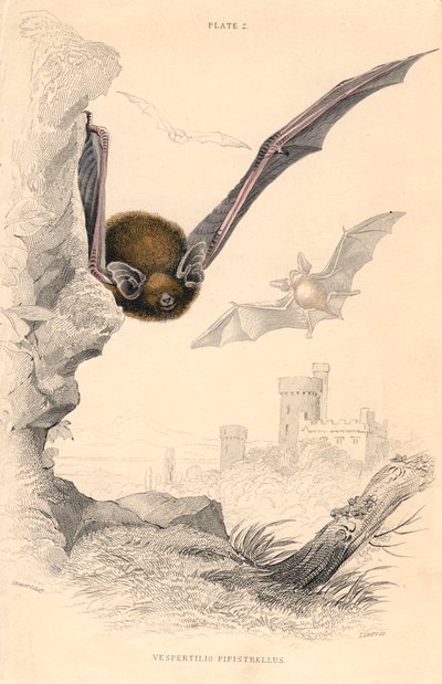 Pipistrelle Bat by Unbekannt