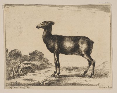 Plate 15: Doe, from Various Animals by Unbekannt