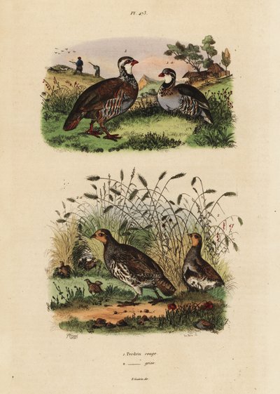 Red-legged Partridge and Grey Partridge by Unbekannt