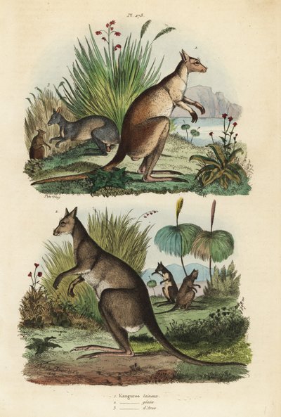 Red kangaroo, Macropus rufus, eastern grey kangaroo, Macropus giganteus, and dusky wallaby, Thylogale brunii by Unbekannt